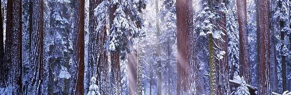 Giant redwood trees (Sequoiadendron giganteum) winter, California, USA