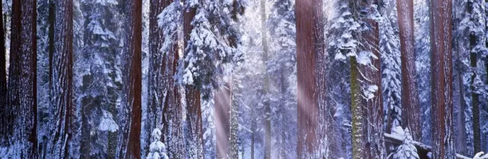 Framed Print : Giant redwood trees (Sequoiadendron giganteum) winter, California, USA Framed Print : Giant redwood trees (Sequoiadendron giganteum) winter, California, USA