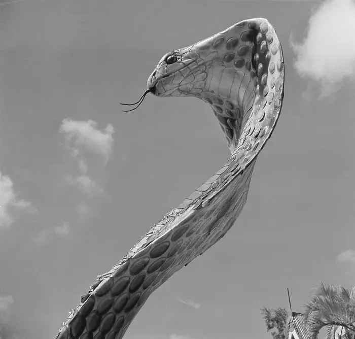 Framed Print : Giant Replica of King Cobra Framed Print : Giant Replica of King Cobra