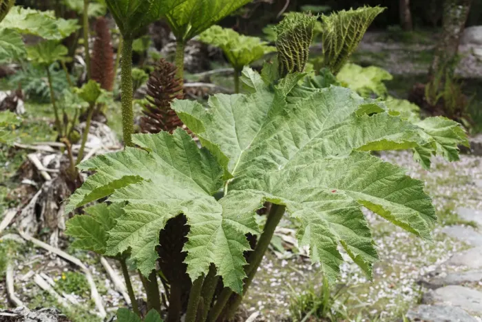 Framed Print : Giant Rhubarb -Gunnera manicata-, Ireland, British Isles, Europe Framed Print : Giant Rhubarb -Gunnera manicata-, Ireland, British Isles, Europe