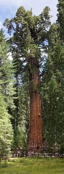 Giant sequoia General Sherman -Sequoiadendron giganteum- in the Giant Forest, Sequoia National Park, California, United States