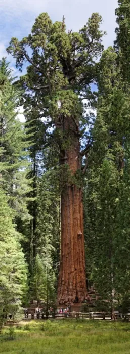 Framed Print : Giant sequoia General Sherman -Sequoiadendron giganteum- in the Giant Forest, Sequoia National Park, California, United States Framed Print : Giant sequoia General Sherman -Sequoiadendron giganteum- in the Giant Forest, Sequoia National Park, California, United States