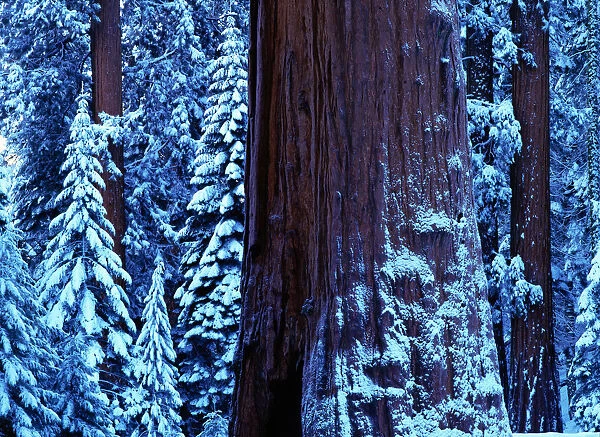 Giant sequoia (Sequoiadendron giganteum) winter, USA, close-up