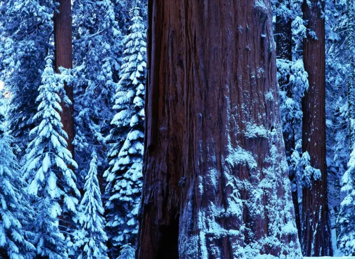 Framed Print : Giant sequoia (Sequoiadendron giganteum) winter, USA, close-up