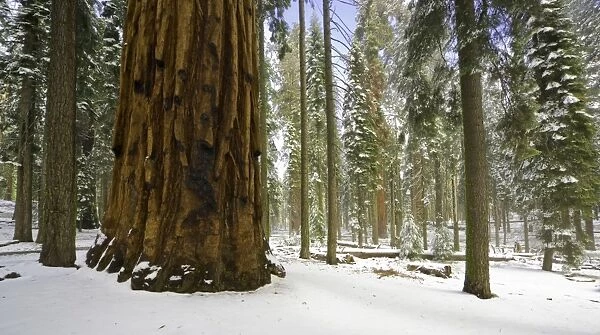 Giant Sequoia tree in snow, Sequoia N. P