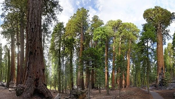 Giant sequoia trees -Sequoiadendron giganteum- in the Giant Forest, Sequoia National Park, California, United States