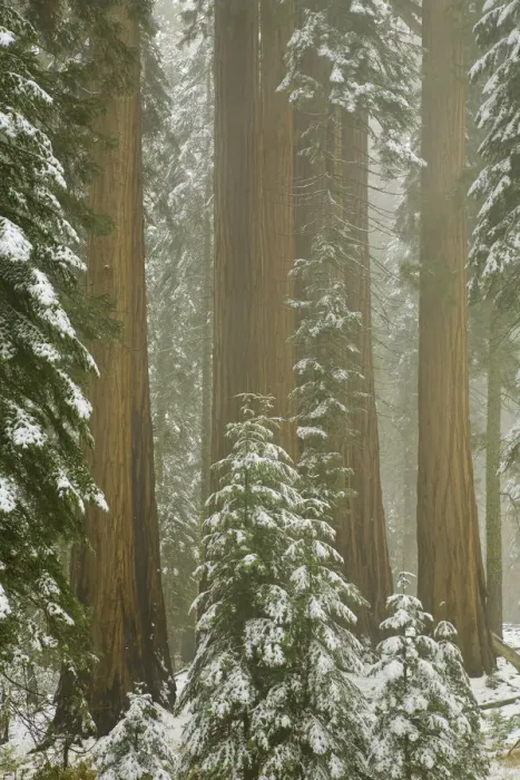 Framed Print : Giant Sequoia trees in snow, Sequoia N. P Framed Print : Giant Sequoia trees in snow, Sequoia N. P