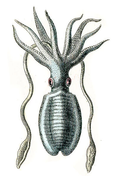 Giant squid engraving 1872