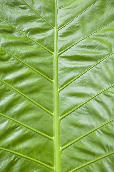 Giant Taro -Colocasia gigantea-, detail of large green leaf, Thailand, Asia