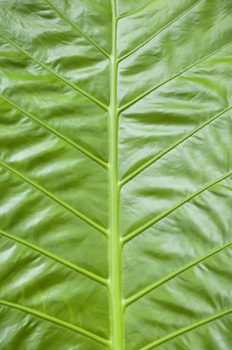 Framed Print : Giant Taro -Colocasia gigantea-, detail of large green leaf, Thailand, Asia Framed Print : Giant Taro -Colocasia gigantea-, detail of large green leaf, Thailand, Asia