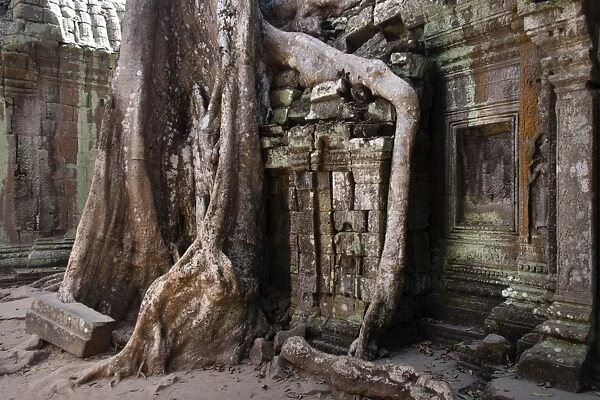 Giant Tetrameles nudiflora tree roots in the courtyard, Ta Prohm Temple, UNESCO World Heritage Site, Angkor, Siem Reap, Cambodia