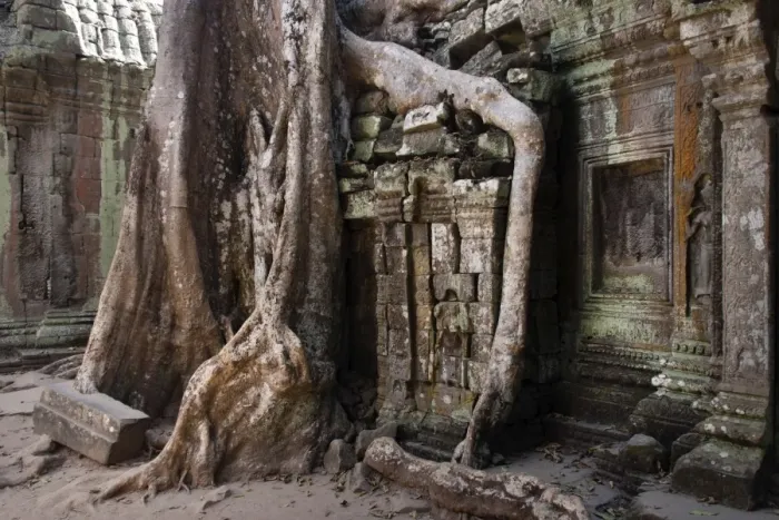 Framed Print : Giant Tetrameles nudiflora tree roots in the courtyard, Ta Prohm Temple, UNESCO World Heritage Site, Angkor, Siem Reap, Cambodia