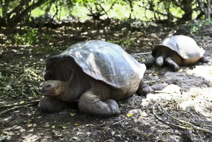 Framed Print : The Giant Tortoise Framed Print : The Giant Tortoise