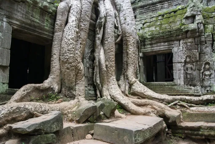 Framed Print : Giant tree grappling with Ta Prohm temple Framed Print : Giant tree grappling with Ta Prohm temple