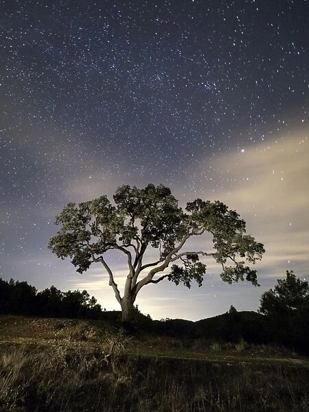 Giant tree in the moonlight in the mountain