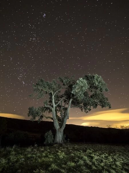 Giant tree in the moonlight in the mountain
