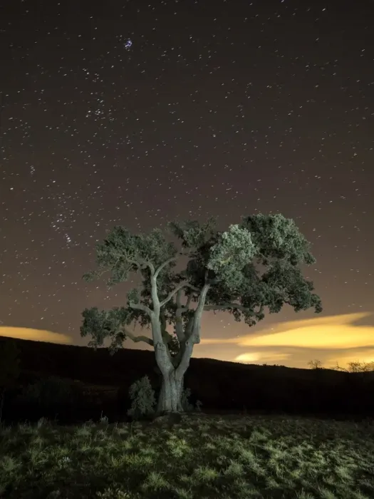 Framed Print : Giant tree in the moonlight in the mountain Framed Print : Giant tree in the moonlight in the mountain
