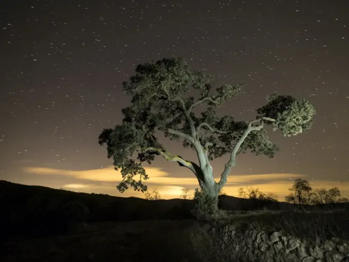 Framed Print : Giant tree in the moonlight in the mountain Framed Print : Giant tree in the moonlight in the mountain