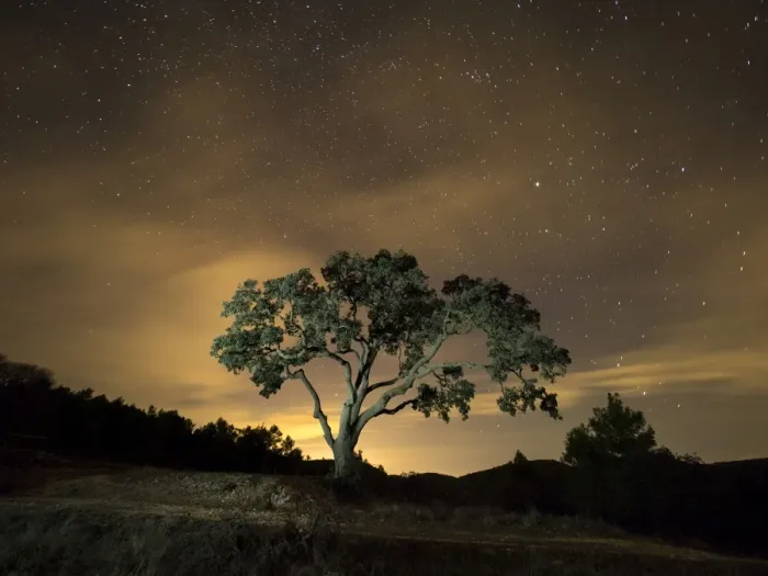 Framed Print : Giant tree, ( oak) in the moonlight in the mountain Framed Print : Giant tree, ( oak) in the moonlight in the mountain