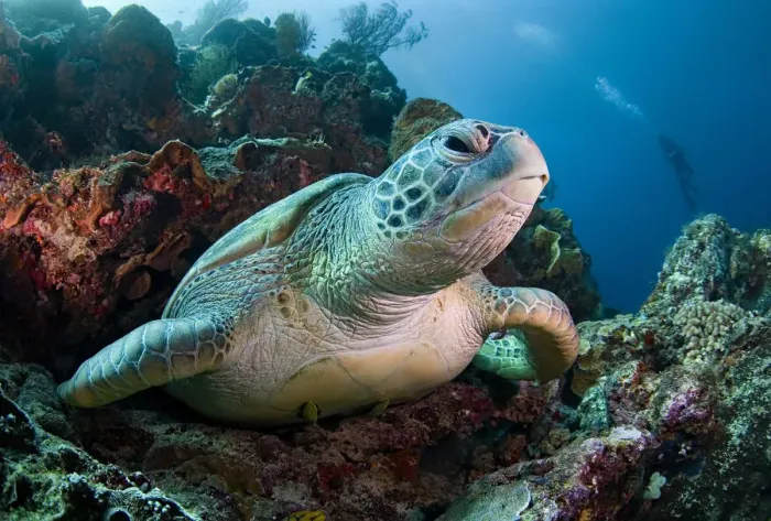 Framed Print : Giant turtle of Bunaken