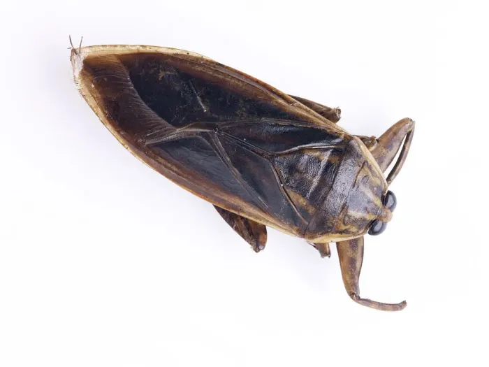 Framed Print : Giant water bugs Framed Print : Giant water bugs