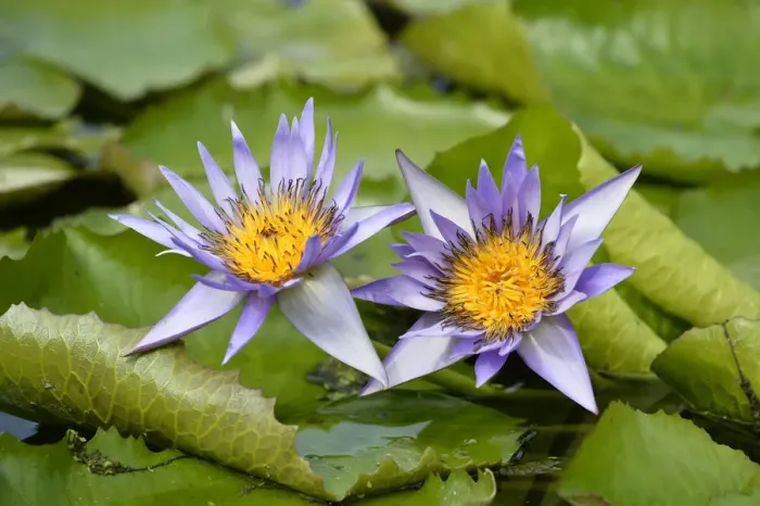 Framed Print : Giant water lilies -Nymphaea gigantea-, Stuttgart, Baden-Wurttemberg, Germany Framed Print : Giant water lilies -Nymphaea gigantea-, Stuttgart, Baden-Wurttemberg, Germany