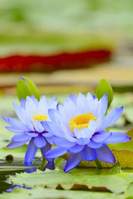 Framed Print : Giant Water Lilies -Nymphaea gigantea-, lily pond, Baden-Wuerttemberg, Germany, Europe Framed Print : Giant Water Lilies -Nymphaea gigantea-, lily pond, Baden-Wuerttemberg, Germany, Europe