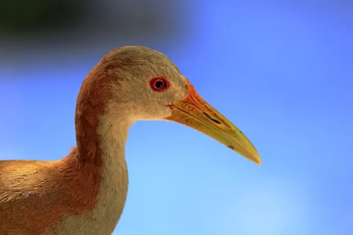 Framed Print : Giant Wood Rail -Aramides ypecaha-, adult, captive, native to South America, Eastern Cape, South Africa Framed Print : Giant Wood Rail -Aramides ypecaha-, adult, captive, native to South America, Eastern Cape, South Africa