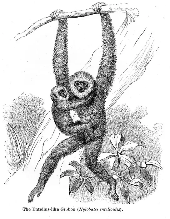 Framed Print : Gibbon engraving 1878