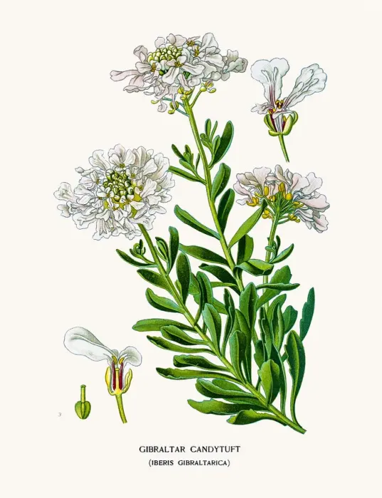 Framed Print : Gibraltar candytuft Framed Print : Gibraltar candytuft
