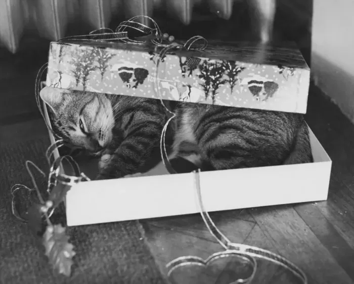 Framed Print : Gift Wrapped Tabby Cat Framed Print : Gift Wrapped Tabby Cat