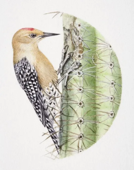 Framed Print : Gila Woodpecker, Melanerpes uropygialis, pecking at a cactus Framed Print : Gila Woodpecker, Melanerpes uropygialis, pecking at a cactus