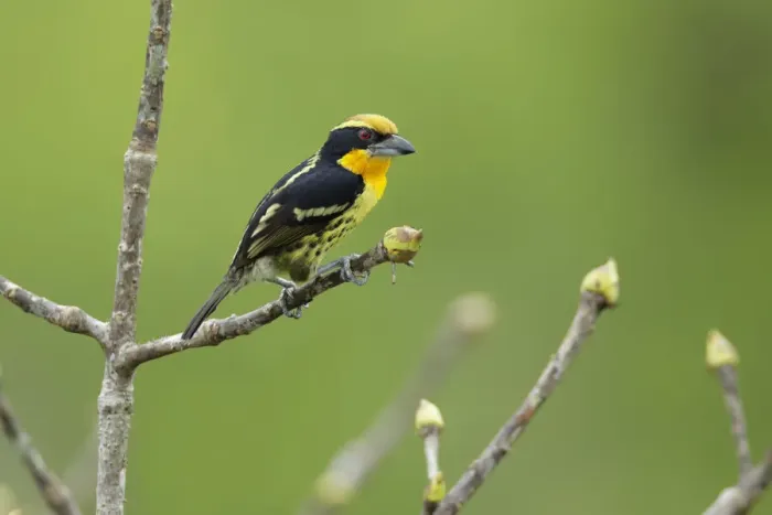 Framed Print : Gilded Barbet (Capito auratus) Framed Print : Gilded Barbet (Capito auratus)