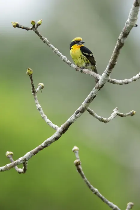 Framed Print : Gilded Barbet (Capito auratus) Framed Print : Gilded Barbet (Capito auratus)