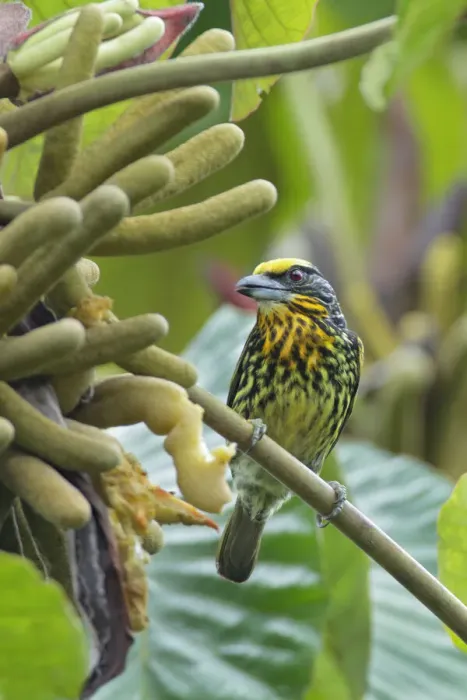 Framed Print : Gilded barbet (Capito auratus)