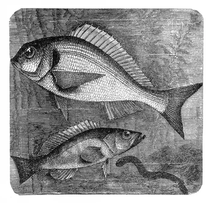 Framed Print : The gilt-head (sea) bream (Sparus aurata) and Comber (Serranus cabrilla) Framed Print : The gilt-head (sea) bream (Sparus aurata) and Comber (Serranus cabrilla)