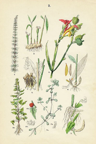 Ginger, arrowroot, curcuma, stone parsley, vernal water-starwort, strawberry - Botanical illustration 1883