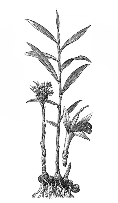 Framed Print : Ginger (Zingiber officinale) Framed Print : Ginger (Zingiber officinale)