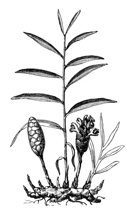 Framed Print : Ginger (Zingiber officinale, Amomum zingiber) Framed Print : Ginger (Zingiber officinale, Amomum zingiber)