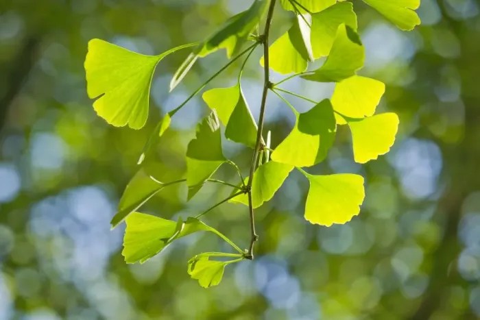 Framed Print : Ginkgo -Ginkgo biloba-, branch with leaves, Thuringia, Germany Framed Print : Ginkgo -Ginkgo biloba-, branch with leaves, Thuringia, Germany