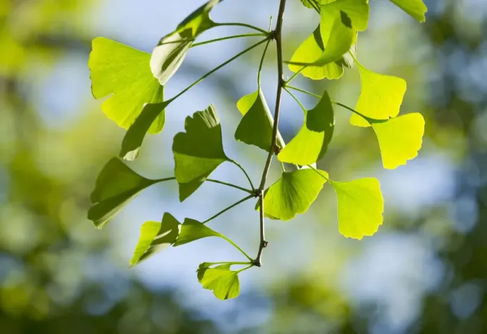Framed Print : Ginkgo -Ginkgo biloba-, branch with leaves, Thuringia, Germany Framed Print : Ginkgo -Ginkgo biloba-, branch with leaves, Thuringia, Germany