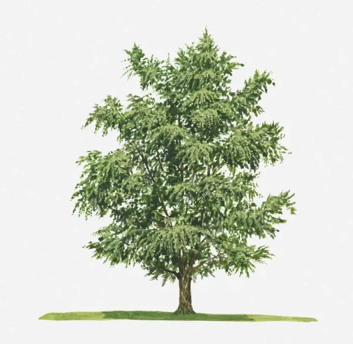 Framed Print : Ginkgo (Ginkgo biloba) tree Framed Print : Ginkgo (Ginkgo biloba) tree