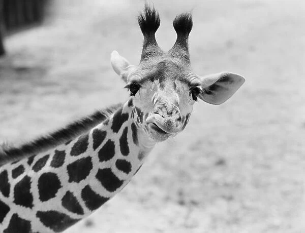 Giraffe. UNITED STATES - CIRCA 1960s: Giraffe curling lip, close-up
