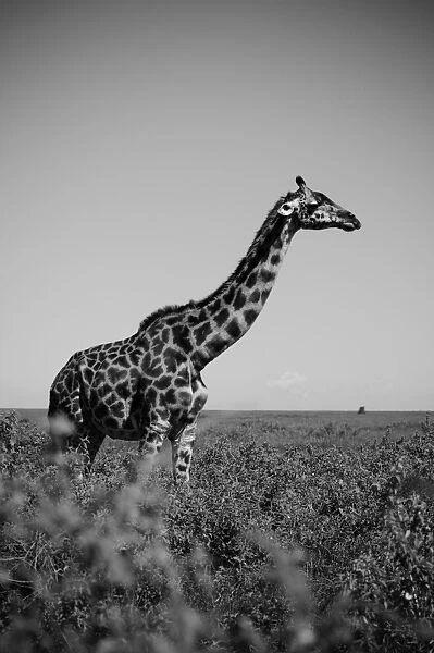 Giraffe. Serengeti, Tanzania