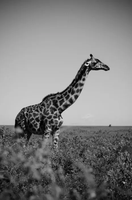 Framed Print : Giraffe. Serengeti, Tanzania Framed Print : Giraffe. Serengeti, Tanzania