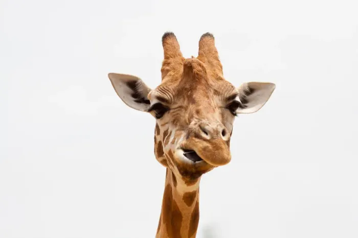 Framed Print : Giraffe. Portrait of a Giraffe
