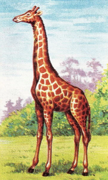 Giraffe. http: /  / csaimages.com / images / istockprofile / csa_vector_dsp.jpg