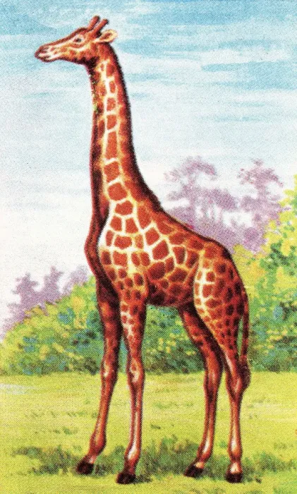 Framed Print : Giraffe. http: / / csaimages.com / images / istockprofile / csa_vector_dsp.jpg Framed Print : Giraffe. http: / / csaimages.com / images / istockprofile / csa_vector_dsp.jpg