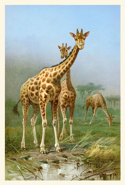 Two giraffe in africa together illustration 1898