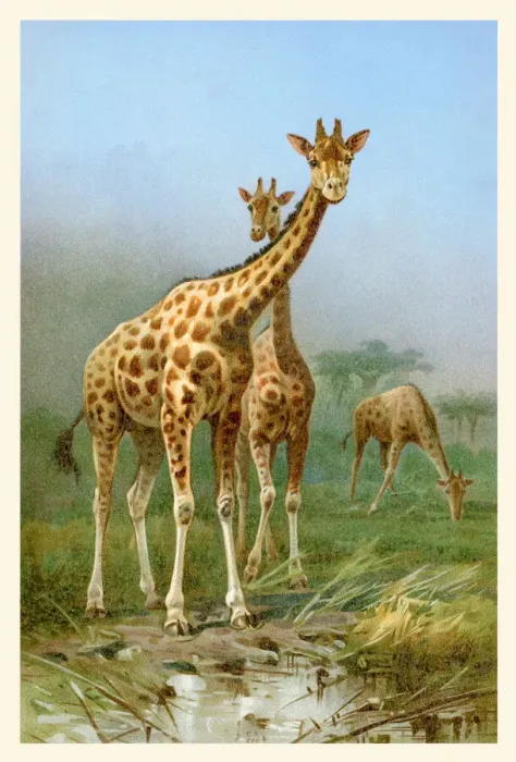 Framed Print : Two giraffe in africa together illustration 1898